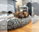 Small #9 American Pit Bull Terrier-Chihuahua Mix