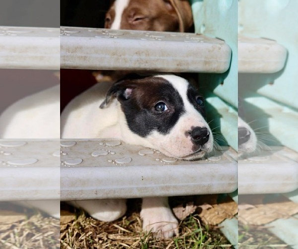 Medium Photo #4 American Staffordshire Terrier-Unknown Mix Puppy For Sale in Duluth, MN, USA
