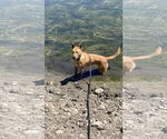 Small #3 German Shepherd Dog Mix