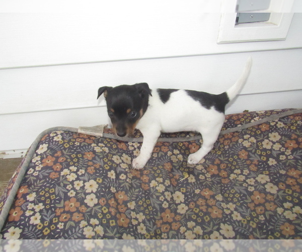 Medium Photo #1 Rat Terrier Puppy For Sale in HILLSBORO, WI, USA
