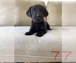 Small Photo #9 Labrador Retriever Puppy For Sale in CHICKAMAUGA, GA, USA