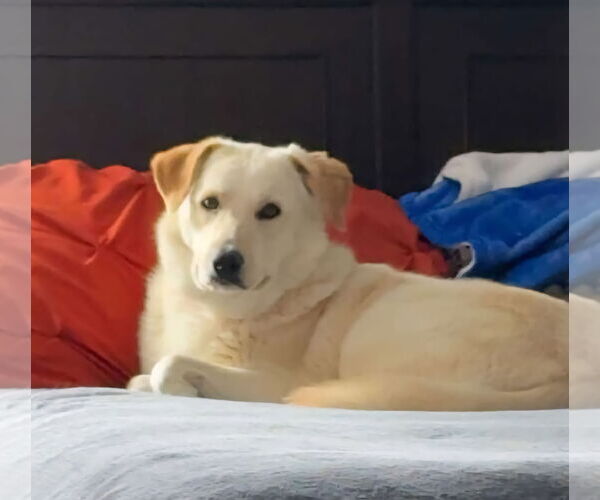 Medium Photo #5 Labrenees Puppy For Sale in Croydon, NH, USA