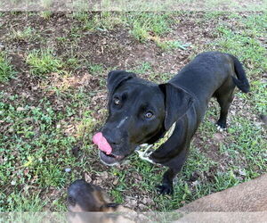 Labrador Retriever-Unknown Mix Dogs for adoption in Rockaway, NJ, USA