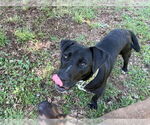 Small Labrador Retriever Mix