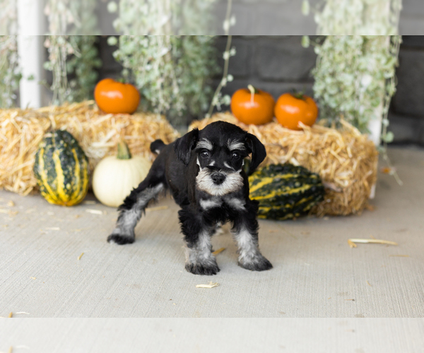 Medium Photo #20 Schnauzer (Miniature) Puppy For Sale in MILLERSBURG, IN, USA