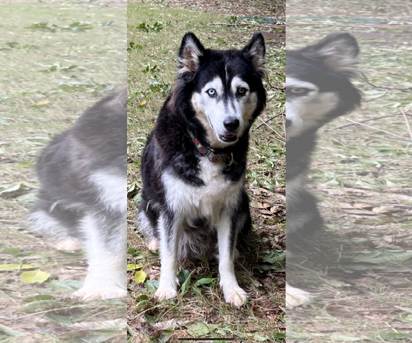 Medium Photo #8 Siberian Husky-Unknown Mix Puppy For Sale in Holly Springs, NC, USA
