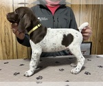 Small #1 German Shorthaired Pointer
