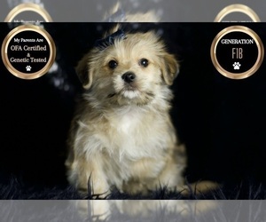 Medium Morkie