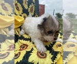 Small #4 Havanese