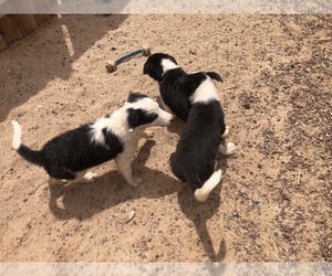 Border Collie Puppy for sale in MARICOPA, AZ, USA