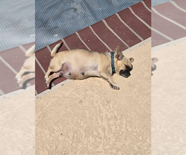 Medium Photo #8 Chug Puppy For Sale in Lake Forest, CA, USA