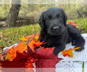 Labradoodle Puppy for sale in BLOOMINGDALE, GA, USA
