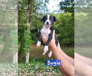 Boston Terrier-Unknown Mix Dogs for adoption in Aurora, IN, USA