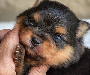 Miniature Spitz Puppy for sale in HOMESTEAD, FL, USA