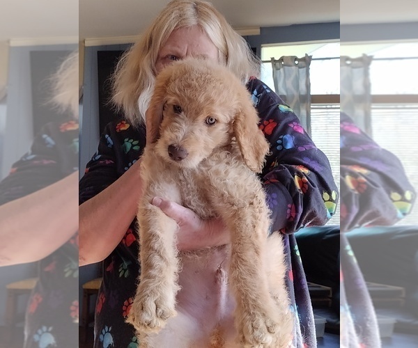 Medium Photo #1 Goldendoodle Puppy For Sale in MERIDIAN, MS, USA