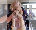 Small Photo #1 Goldendoodle Puppy For Sale in MERIDIAN, MS, USA