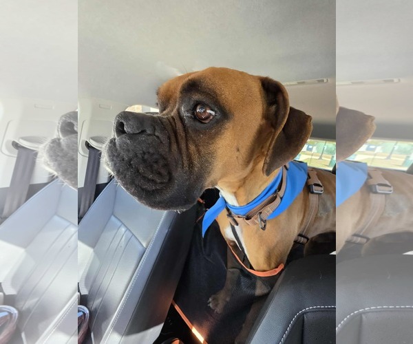 Medium Photo #2 Boxer Puppy For Sale in Dumont, NJ, USA
