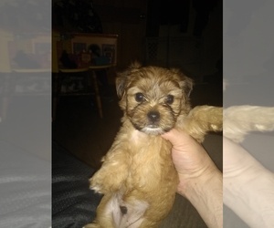 Morkie Puppy for sale in RACINE, WI, USA