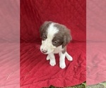Small Photo #52 Borador Puppy For Sale in MARION, VA, USA