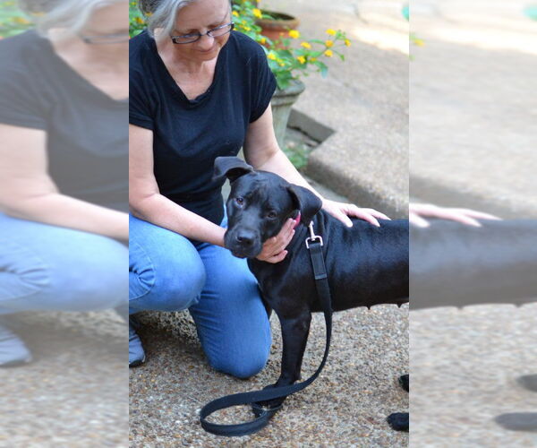 Medium Photo #5 Mutt Puppy For Sale in Germanton, TN, USA