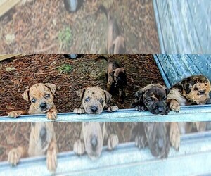 Cane Corso-Catahoula Bulldog Mix Puppy for Sale in TOMBALL, Texas USA