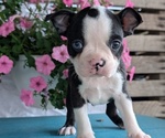 Small Photo #34 Boston Terrier Puppy For Sale in GOSHEN, IN, USA