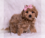 Small #3 Maltipoo (Miniature)