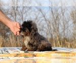 Small #20 ShihPoo