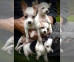 Small Photo #13 Chihuahua Puppy For Sale in LEBANON, NJ, USA