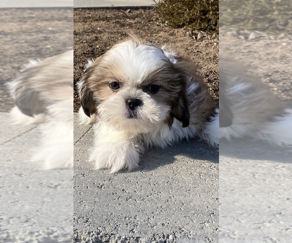 Medium Photo #7 Shih Tzu Puppy For Sale in CANOGA, NY, USA