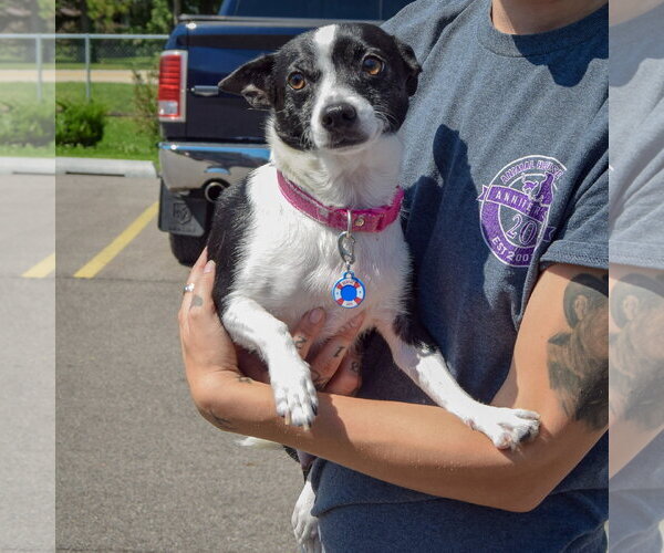 Medium Photo #4 Jack-Rat Terrier Puppy For Sale in Huntley, IL, USA