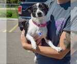 Small #3 Jack-Rat Terrier