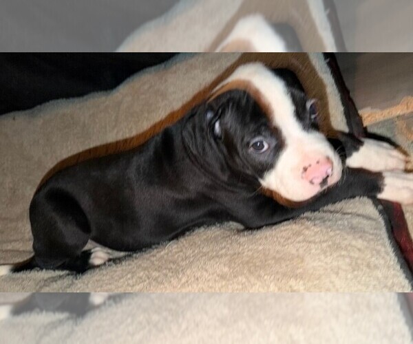 Medium Photo #7 American Bulldog Puppy For Sale in INDEPENDENCE, MO, USA