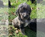 Small #4 Goldendoodle