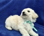 Small Photo #19 Poodle (Toy) Puppy For Sale in SAFFORD, AZ, USA