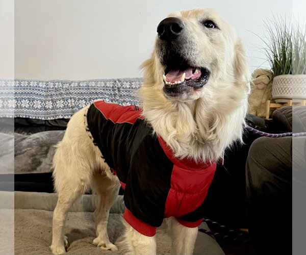 Medium Photo #12 Great Pyrenees Puppy For Sale in Spring, TX, USA