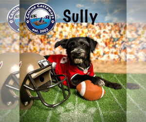 Captain Sully - Male Mutt Dog for Adoption - Photo #3