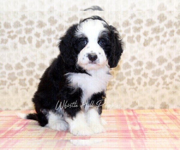 Medium Photo #5 Miniature Bernedoodle Puppy For Sale in DENVER, PA, USA