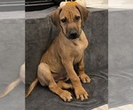 Puppy Delta GREEN Rhodesian Ridgeback