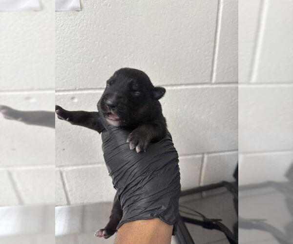 Medium Photo #1 German Shepherd Dog-Unknown Mix Puppy For Sale in San Bernardino, CA, USA