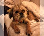 Small Photo #5 Brussels Griffon Puppy For Sale in St. Louis Park, MN, USA