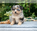 Puppy Eric Miniature Australian Shepherd