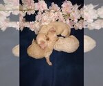 Small Photo #4 Goldendoodle Puppy For Sale in ZEBULON, NC, USA