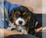 Small Photo #3 Beaglier Puppy For Sale in READING, PA, USA