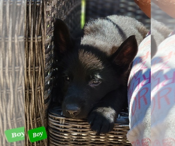 Medium Photo #1 German Shepherd Dog Puppy For Sale in SMITHTON, PA, USA