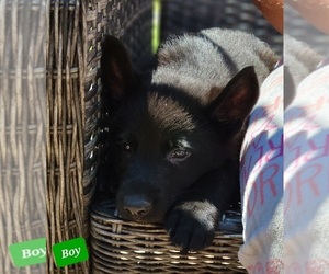 German Shepherd Dog Puppy for sale in SMITHTON, PA, USA