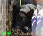 Small Photo #1 German Shepherd Dog Puppy For Sale in SMITHTON, PA, USA