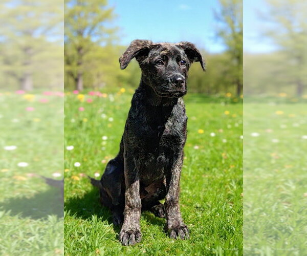 Medium Photo #2 Holland Shepherd-Unknown Mix Puppy For Sale in Talladega, AL, USA