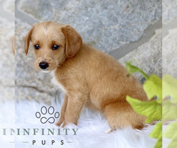 Medium Photo #3 Miniature Labradoodle Puppy For Sale in BIRD IN HAND, PA, USA