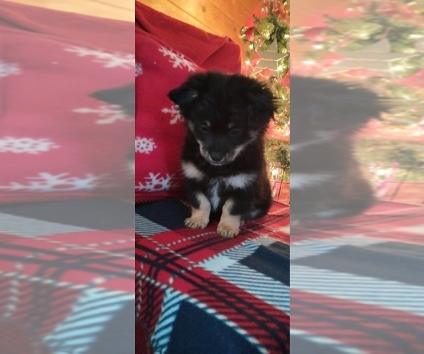 Medium Photo #2 Malchi Puppy For Sale in WOBURN, MA, USA